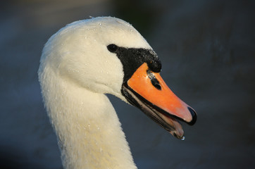 A head shot of a stunning Mute Swan (Cygnus olor).	