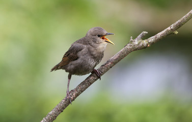 A noisy baby Starling (Sturnus vulgaris) calling for its parents to feed it, perched on a branch.