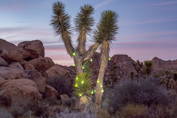 Desert Christmas