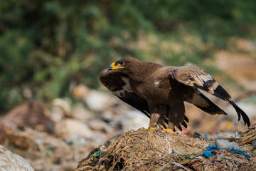 Steppe eagle (Aquila nipalensis) on a beautiful perch at jorbeer, bikaner, India	