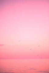 Beautiful pink sunset and the sea with birds seagulls. The concept of fashion colors