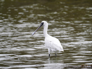 Black-faced spoonbill, Platalea minor