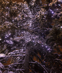 The lights are burning on the tree at night