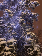 The lights are burning on the tree at night