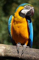 guacamayo