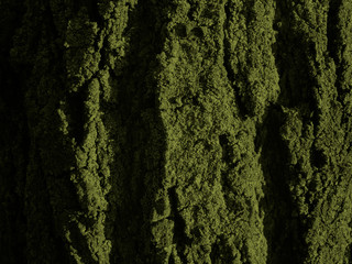 Texture of bark wood use as natural background