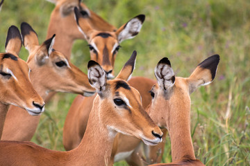 Impala in Tarangire National Park Tanzania