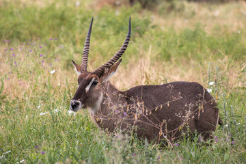 Defassa Waterbuck in Tarangire National Park 