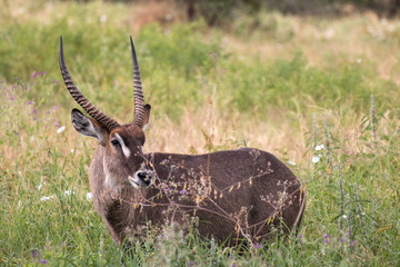 Defassa Waterbuck in Tarangire National Park 