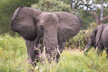 Naklejka na ściany i meble Elephant in Tarangire National Park Tanzania