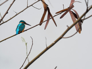 Kingfisher, Alcedo atthis