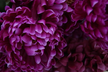 texture rose © sergiusz