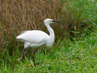 Little egret, Egretta garzetta