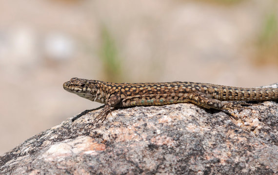 Iberian wall lizard, Podarcis hispanica, on a rock. Photo taken next to the Minchones Stream, in the region of La Vera, Caceres, Extremadura, Spain