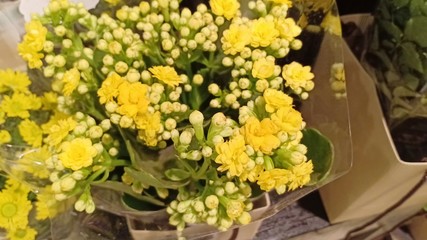 Yellow flower colorful. 55585885599