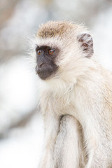 Obraz premium Monkey in Tarangire National Park Tanzania