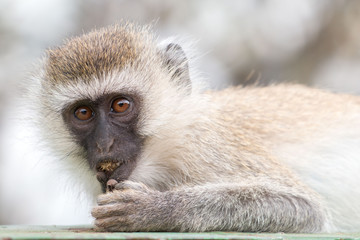 Monkey in Tarangire National Park Tanzania