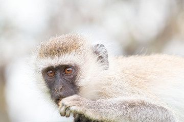 Monkey in Tarangire National Park Tanzania