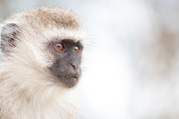 Monkey in Tarangire National Park Tanzania