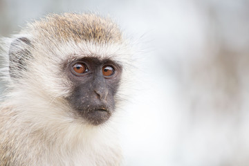 Monkey in Tarangire National Park Tanzania