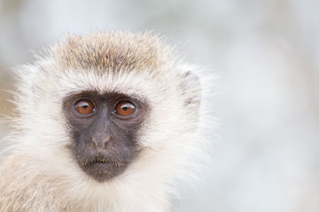 Monkey in Tarangire National Park Tanzania