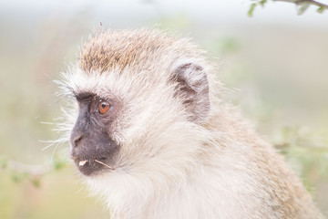 Monkey in Tarangire National Park Tanzania