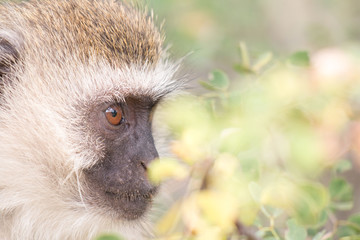 Monkey in Tarangire National Park Tanzania
