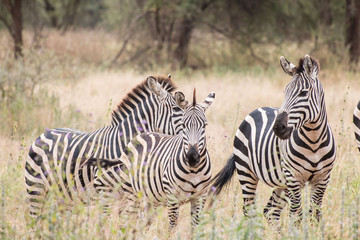 Fototapeta na wymiar zebra in Tarangire National Park Tanzania