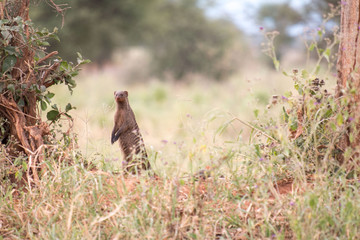 mongoose in Tarangire National Park Tanzania