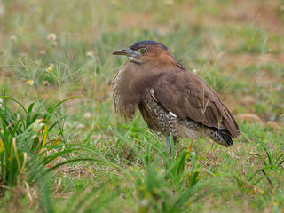 Malayan night-heron, Gorsachius melanolophus