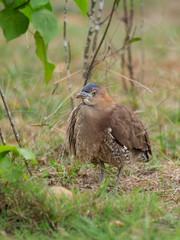 Malayan night-heron, Gorsachius melanolophus