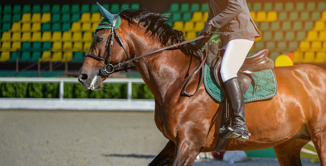 Sorrel dressage horse and rider in uniform performing jump at show jumping competition. Equestrian...
