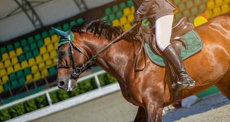 Sorrel dressage horse and rider in uniform performing jump at show jumping competition. Equestrian...