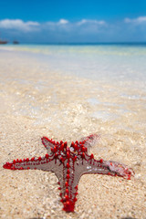 Beautiful beach and Starfish in Zanzibar Tanzania