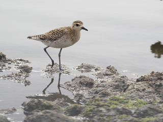 Pacific golden plover, Pluvialis fulva