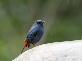 Plumbeous redstart, Rhyacornis fuliginosa