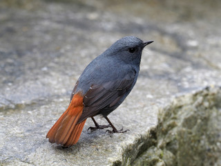 Plumbeous redstart, Rhyacornis fuliginosa