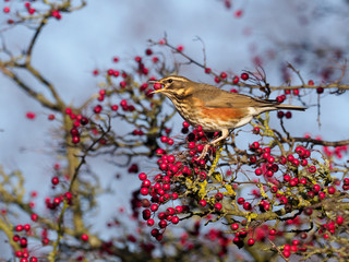 Redwing, Turdus iliacus