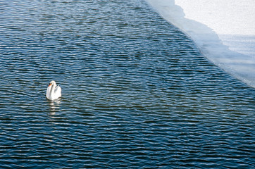 Beautiful swan swimming in a frozen blue river in winter. © eshana_blue