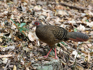 Swinhoe's pheasant, Lophura swinhoii