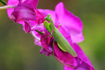 Locust on a colourful natural blur background.