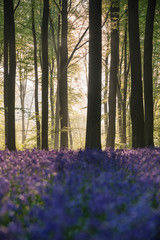 Fototapeta na wymiar Stunning bluebell forest landscape image in soft sunlight in Spring
