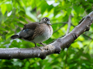 Wood duck, Aix sponsa