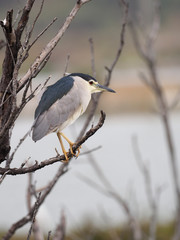 Black-crowned night-heron, Nycticorax nycticorax