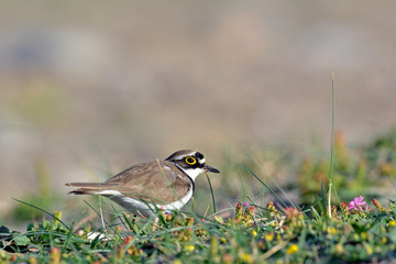 Little Ringed Plover (Charadrius dubius), Crete