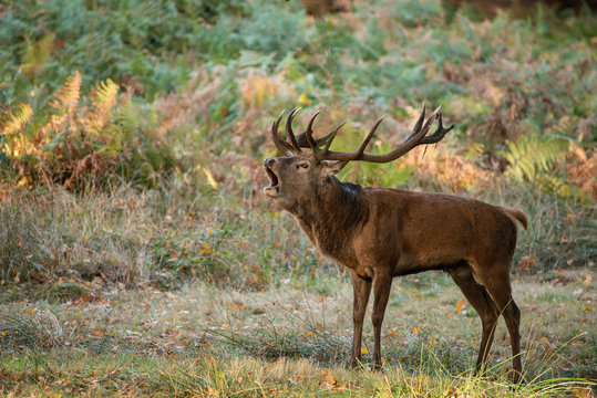 Fototapeta Beautiful portrait of red deer stag Cervus Elaphus in colorful Autumn Fall woodland landscape