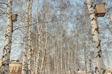 Obraz premium Берёзы со скворечниками