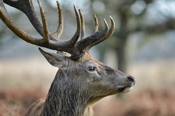 Fototapeta premium Beautiful red deer stag Cervus Elaphus with majestic antelrs in Autumn Fall froest landscape