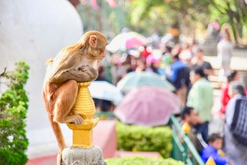 Macaque Perching on a Pagoda at Swayambhunath Stupa in Kathmandu, Nepal