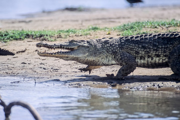 Nile Crocodile (Crocodylus niloticus), Selous Game Reserve, Morogoro, Tanzania, Africa